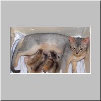 731 Devi met kittens.jpg